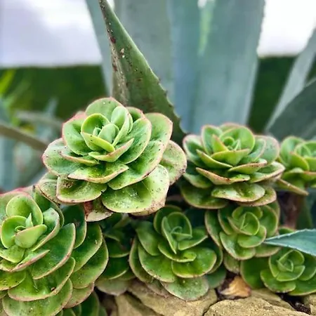 - & Surf - Peniche 빌라